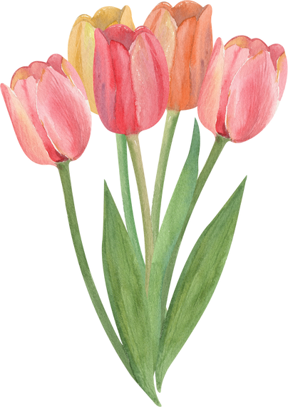 Watercolor tulips spring bouquet